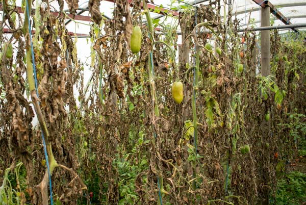 Ende Tomatensaison