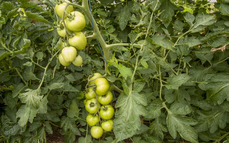 unreife Tomaten