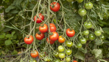 Rote Cocktail Tomaten