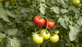 Tomaten Normalsorte